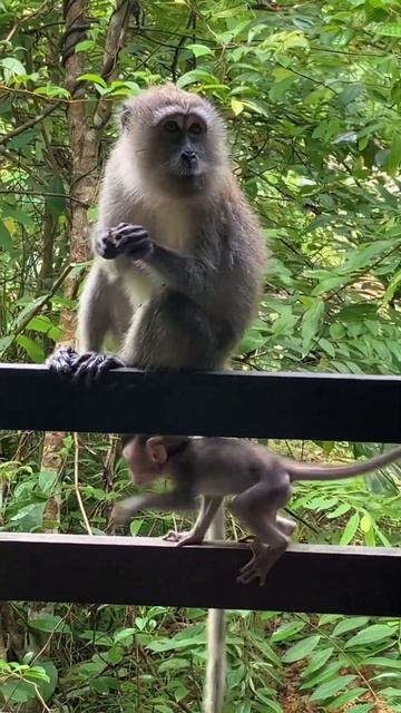 MacRichies’s Nature Trail | Singapore | Protective mommy monkey❤️ смотреть онлайн