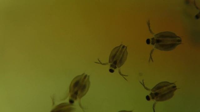 Dance Of The Daphnia смотреть онлайн