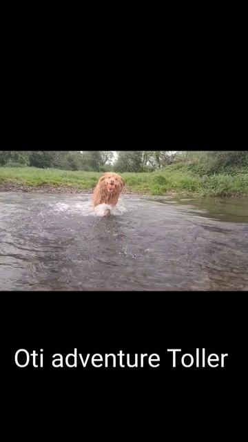 Good morning everybody's from your favourite little duck dog, have a splashing good day! смотреть онлайн
