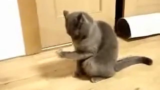 Кот в недоумении) смотреть онлайн