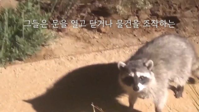 "큐트한 눈동자로 매력 발산, 너구리의 사랑스러운 모습들" смотреть онлайн