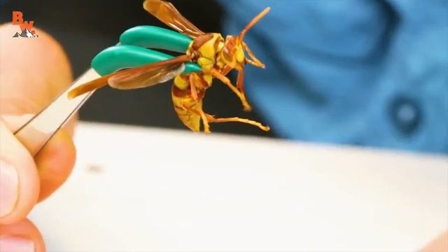 STUNG by an EXECUTIONER WASP 480p смотреть онлайн
