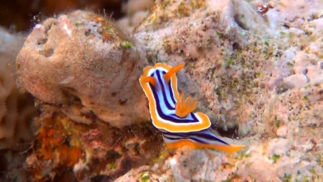 Chromodoris quadricolor/Rad sea/ Makadi/ Egypt смотреть онлайн