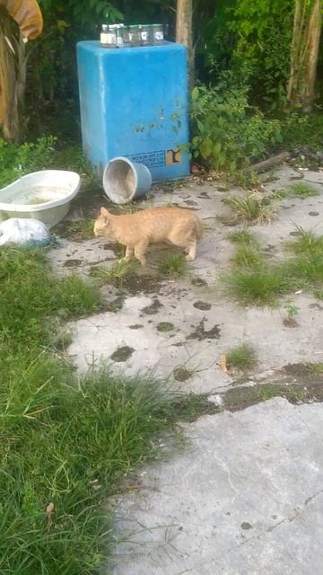 dokperjalanaku kali ini kucing lucu #hiburan #shortvideo #cat смотреть онлайн
