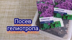 Гелиотроп. Посев, условия и сроки.