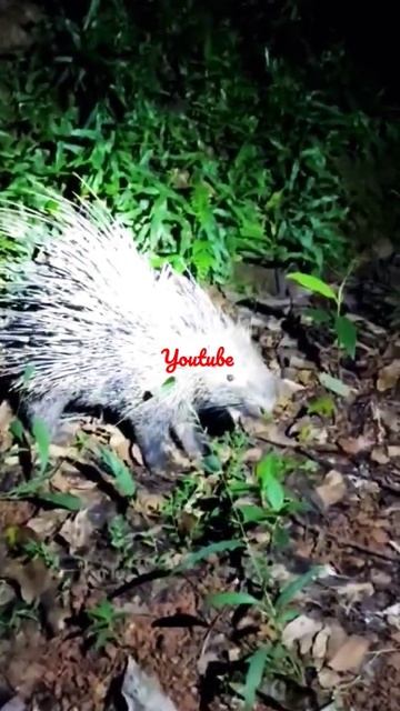 porcupine youtube🤟😜 смотреть онлайн