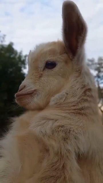 Baby goat #shorts #viral #goat смотреть онлайн