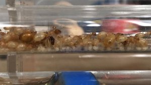 Camponotus turkestanus suivi 3