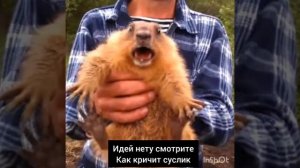 Суслик кричит 😂🤣 ( его потом отпустили)