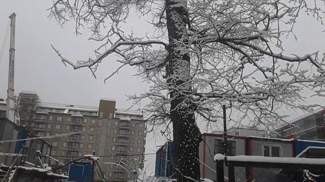 Белка в городе (санкт-Петербург) смотреть онлайн