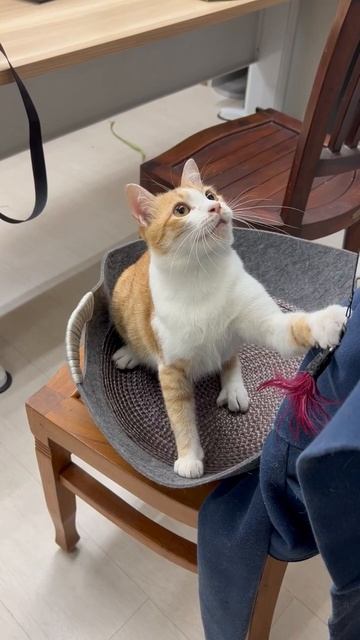 Domestic Short Hair Cat For Adoption - 1 Year 2 Months, Bunny from Kuala Lumpur смотреть онлайн
