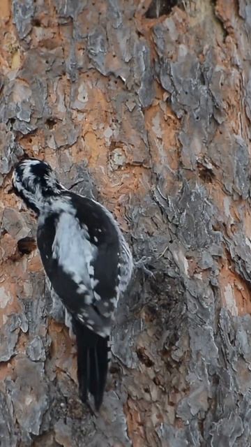 The Real Reason Woodpeckers Peck Trees Revealed! #shorts смотреть онлайн