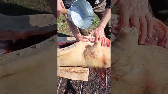 Разделка туши и песни от борькаса. смотреть онлайн