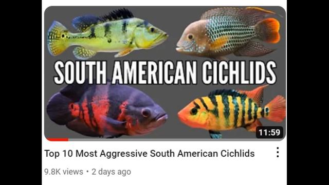 Did I Save My Geophagus Sveni? A Fishkeeping Fail