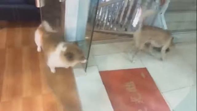 Я РЖАЛ ПОЛ ЧАСА СМЕШНЫЕ ЖИВОТНЫЕ , КОТЫ СОБАКИ И ДРУГИЕ смотреть онлайн