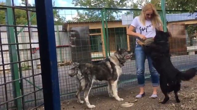 Шанти и Гаврюша ищут дом смотреть онлайн