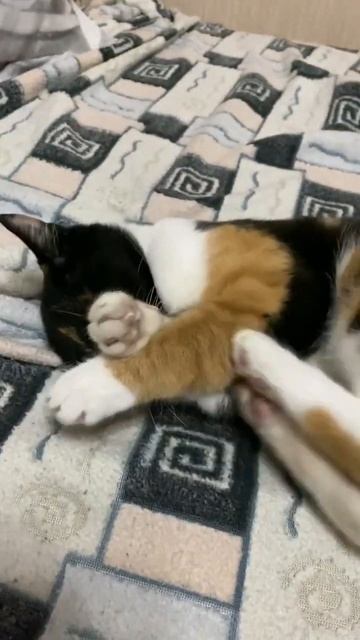 Кошка Муся играется с мышкой🐈💞 смотреть онлайн