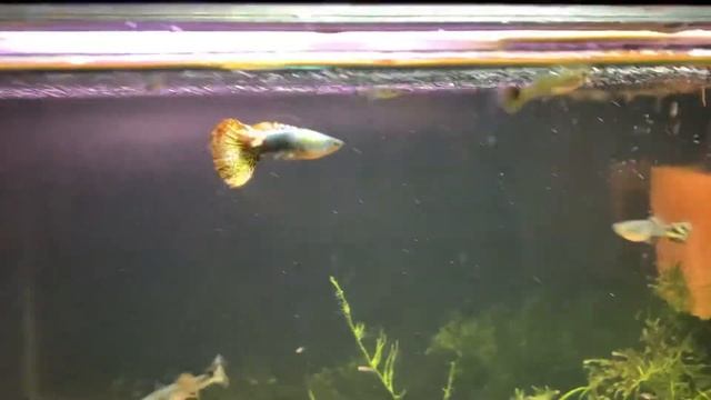 Pitfalls of breeding Dragon Guppies (red, green, blue, purple, dark, ivory, dumbo) смотреть онлайн