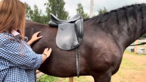 Седло и здоровье лошади: советы по выбору и опасные ошибки