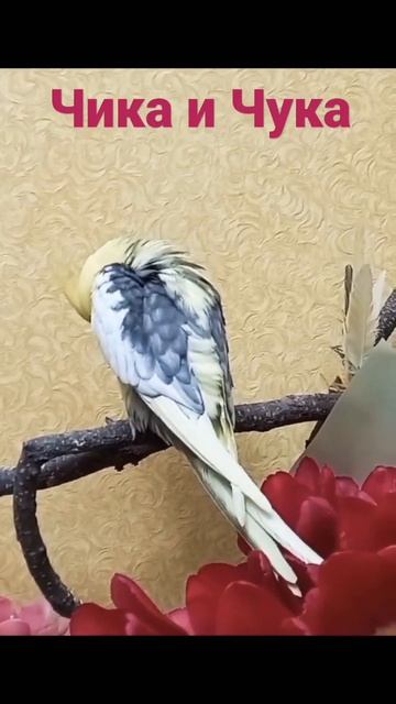 Is the Cockatiel or Nymph the Best Parrot? смотреть онлайн