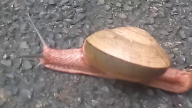 Snail in Idukki Forest смотреть онлайн