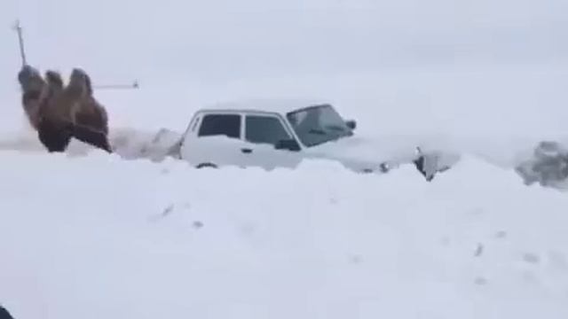 Верблюд тянет машина смотреть онлайн