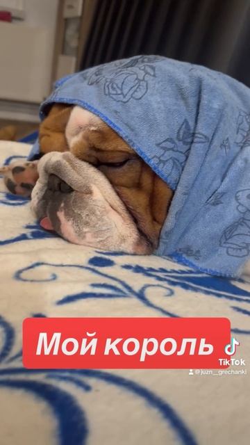 Самая смешная порода собаки! смотреть онлайн