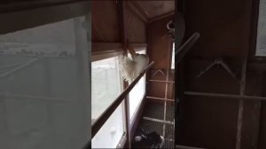 Голуби Павлины Германия.(Peacock Pigeons in Germany)