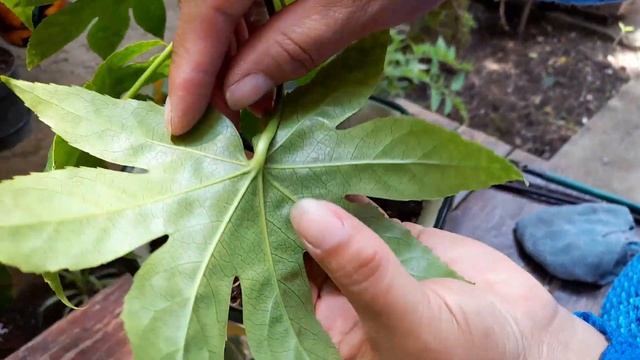 Plagas en mi Aralia Japonesa (Fatsia japonica) смотреть онлайн