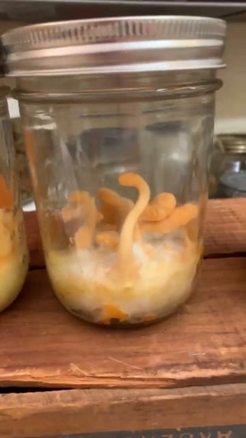 Living Cordyceps militaris Medicinal Mushrooms growing in pint mason jars смотреть онлайн