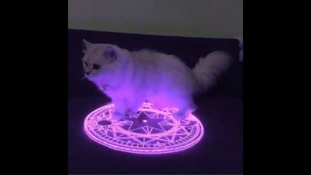 demonic little grey cat theme song 1 hour 1 час смотреть онлайн
