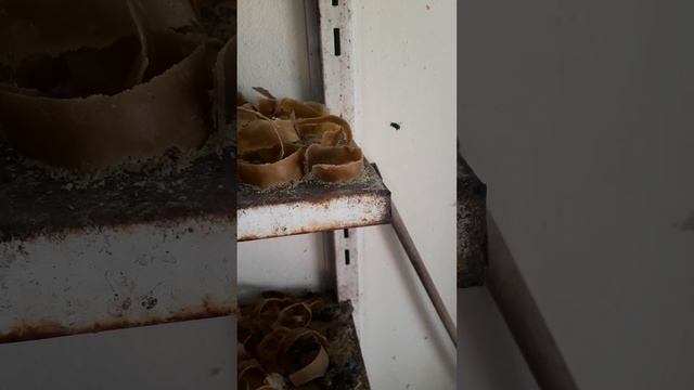 ABELHA SOLITÁRIA EUGLOSSINI COLETANDO CERA MIXTA. смотреть онлайн