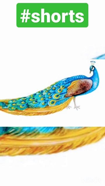 peacock love Drawing #drawing #birds#birdsounds смотреть онлайн