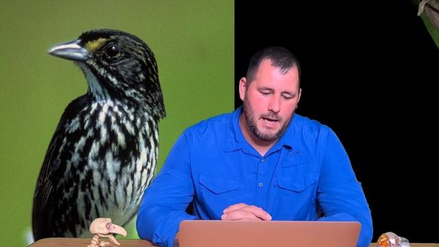 most endangered bird in the us смотреть онлайн