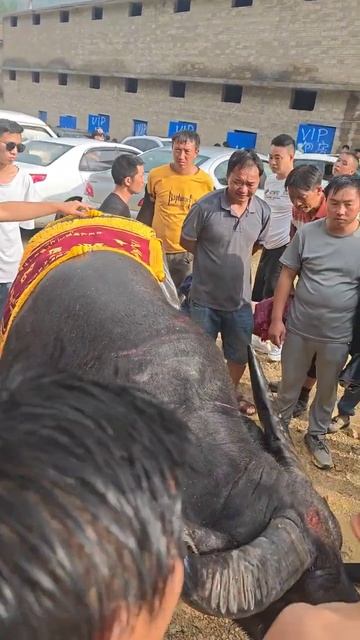 鬥牛 疯狂斗牛|bullfight ,crazy bullfight|đấu bò điên cuồng|adu banteng gila#乡村斗牛#斗牛#牛王争霸赛 #少数民族风情 #斗牛文化 смотреть онлайн
