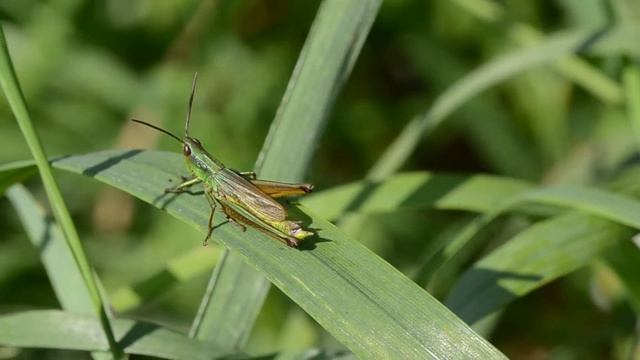 Gouden sprinkhaan Chrysochraon dispar, roepzang смотреть онлайн