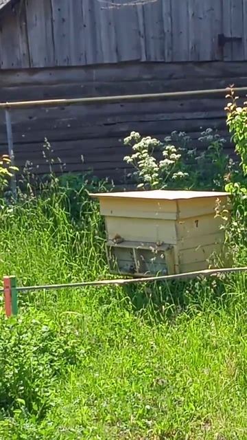 #пчелы #москва #машина смотреть онлайн