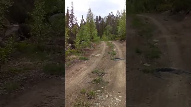 Что поделать, Дайра... Лес...Тайга... Слабонервным не смотреть... смотреть онлайн