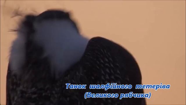 Шлюбні ігри птахів смотреть онлайн