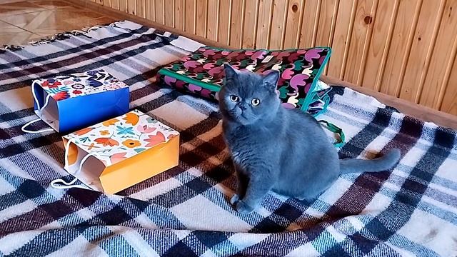 Котик играет с сумкой / Сat playing with a bag смотреть онлайн