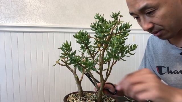 Episode 105, Pruning My Crassula Sarcocaulis