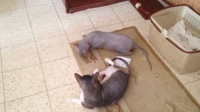 Пьяные коты2 смотреть онлайн