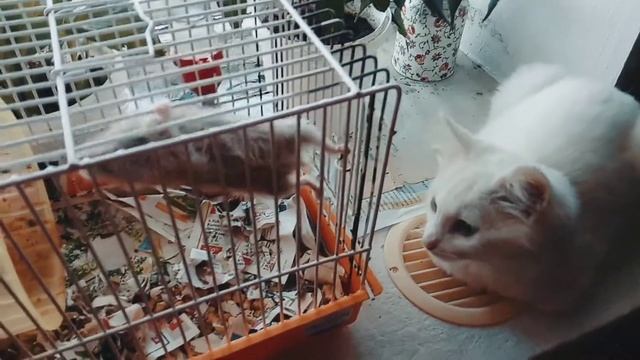 хомка и Котенок по имени Айс 🐈 Смешные коты смотреть онлайн
