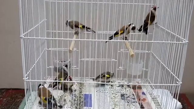 Черноголовые щеглы смотреть онлайн