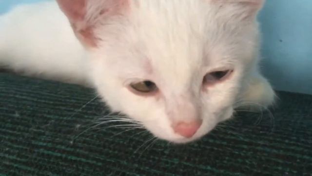 Бездомный котёнок по имени Жулик (#18) смотреть онлайн