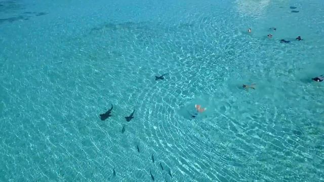 Stingray City Sandbar - Grand Cayman смотреть онлайн