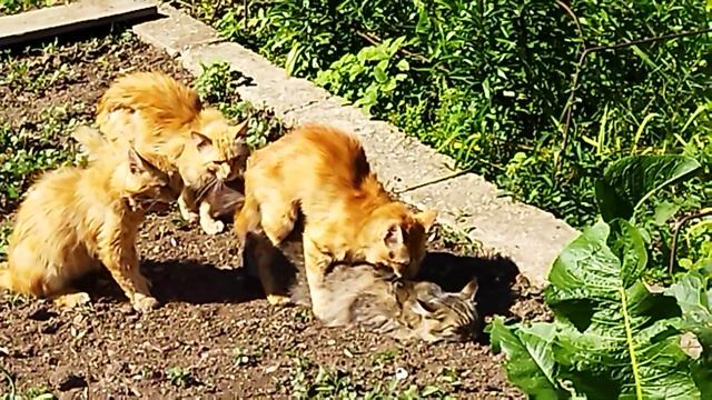 Братья на одной кошке. смотреть онлайн