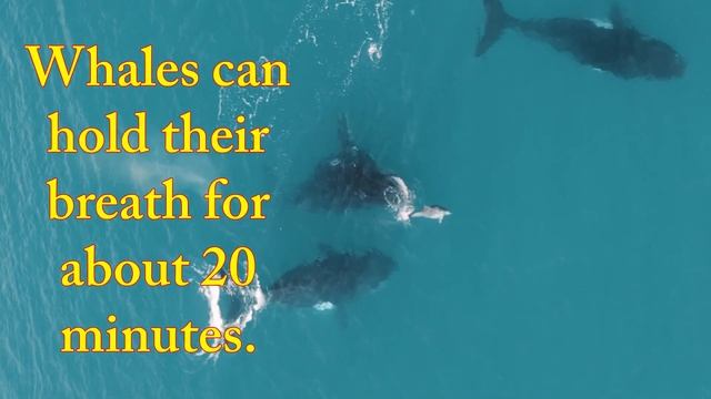 10 Amazing Facts About Whales That Will Surprise You | Interesting Facts About Whales | Whale Video