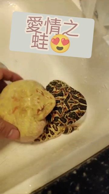 神蛙God Frog🐸🐢🐉🦖🐉 смотреть онлайн