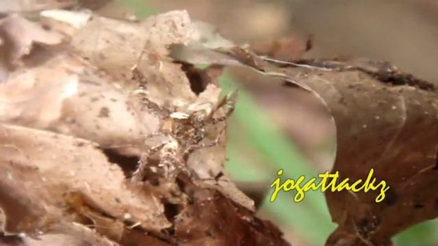 PHILIPPINE WEIRD SPIDER: PORTIA смотреть онлайн